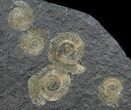 Dactylioceras Ammonite Cluster - Posidonia Shale #50876-1